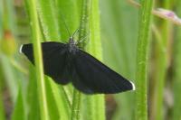 Odezia atrata