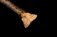 Malacosoma neustria