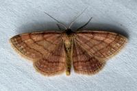 Scopula rubiginata
