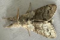 Calliteara pudibunda