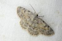 Charissa variegata