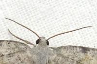Charissa variegata