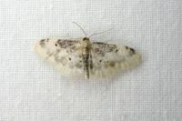 Idaea filicata