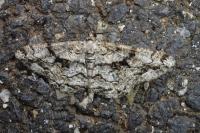 Peribatodes umbraria umbraria