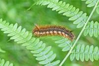 Euthrix potatoria