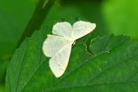 Scopula floslactata