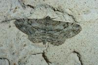 Peribatodes rhomboidaria rhomboidaria