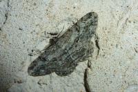 Peribatodes rhomboidaria rhomboidaria