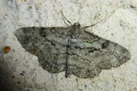 Peribatodes rhomboidaria rhomboidaria