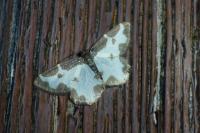 Lomaspilis marginata