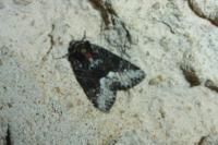Oligia strigilis/versicolor