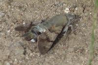 Macroglossum stellatarum