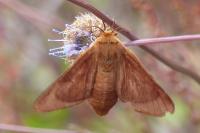 Malacosoma franconicum