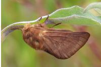 Malacosoma franconicum