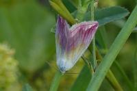 Eublemma purpurina