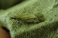 Eudonia pallida