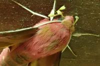 Deilephila porcellus