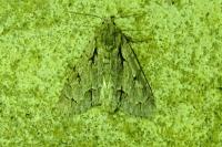 Acronicta psi/tridens
