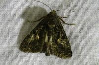 Aedia leucomelas