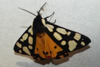 Arctia villica