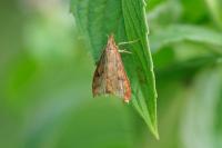 Udea ferrugalis