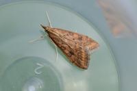 Udea ferrugalis