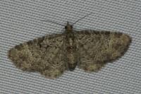 Pasiphila chloerata