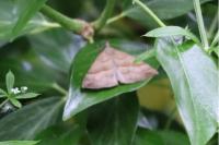 Hypena proboscidalis