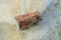 Mythimna albipuncta