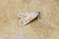 Elophila nymphaeata
