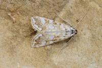 Elophila nymphaeata
