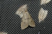 Apaidia mesogona