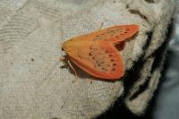 Miltochrista miniata