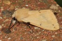 Spilarctia lutea