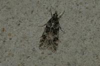 Eudonia