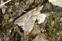 Ancylosis cinnamomella