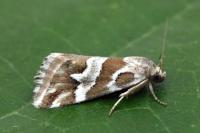 Eublemma elychrysi