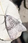 Meganola togatulalis