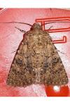 Recoropha canteneri