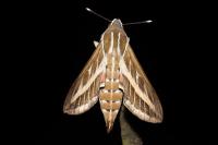 Hyles livornica