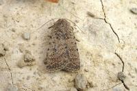 Caradrina clavipalpis