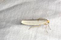 Eilema caniola
