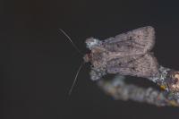 Agrotis cinerea