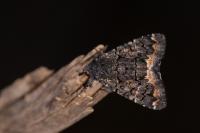 Catephia alchymista