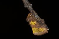 Diachrysia chrysitis