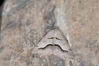 Digrammia rippertaria