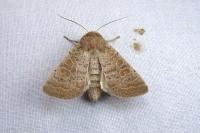 Hoplodrina ambigua/blanda