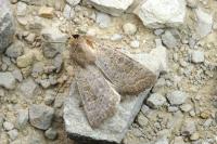 Hoplodrina ambigua/blanda