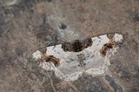Ligdia adustata
