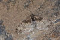 Lobophora halterata